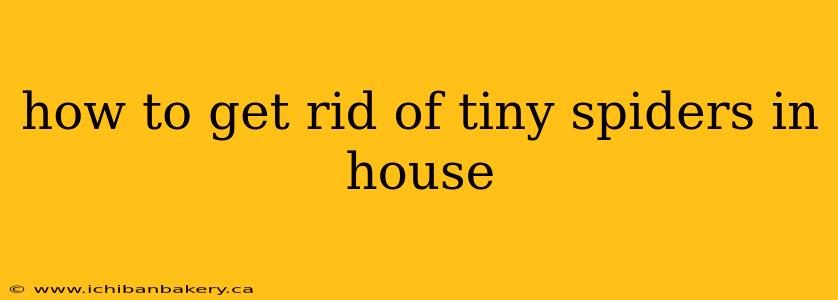 how to get rid of tiny spiders in house
