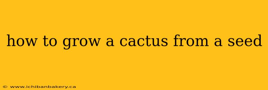 how to grow a cactus from a seed