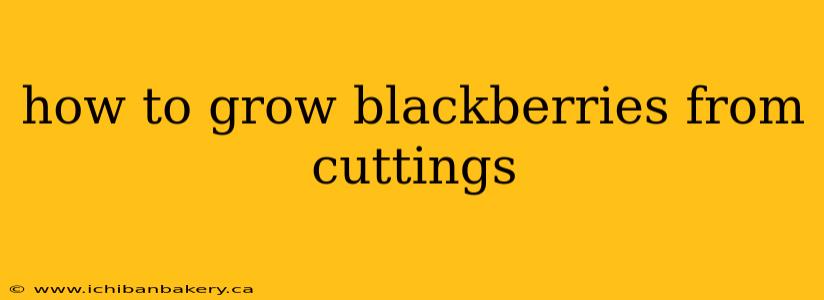 how to grow blackberries from cuttings