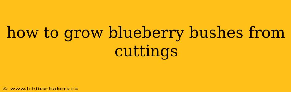 how to grow blueberry bushes from cuttings