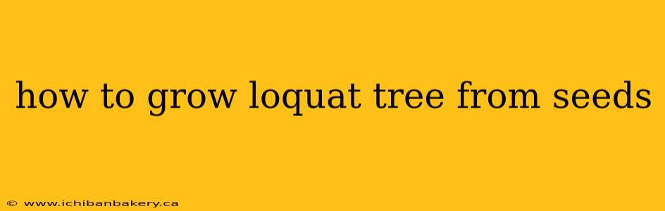 how to grow loquat tree from seeds