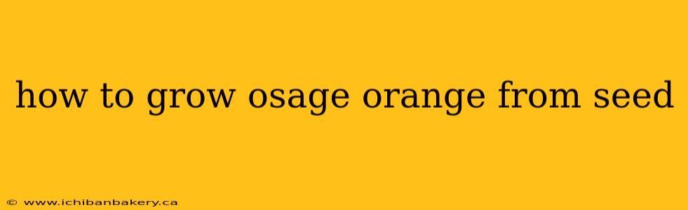 how to grow osage orange from seed