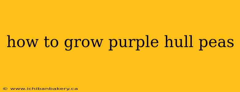 how to grow purple hull peas