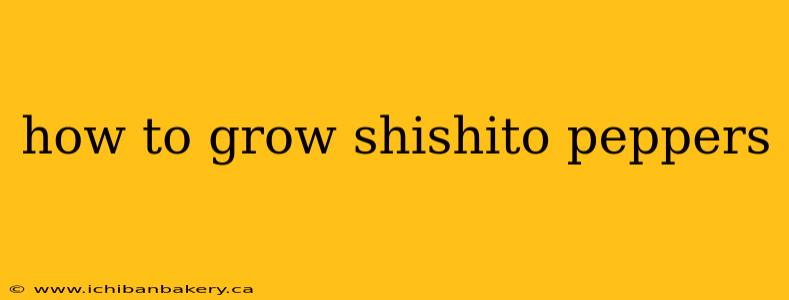 how to grow shishito peppers
