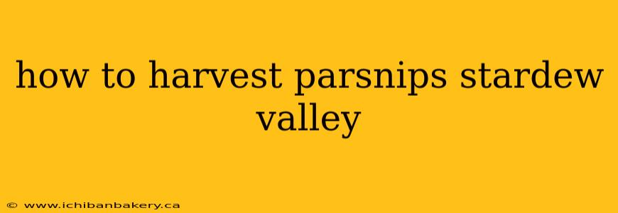 how to harvest parsnips stardew valley