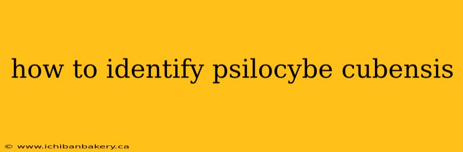how to identify psilocybe cubensis