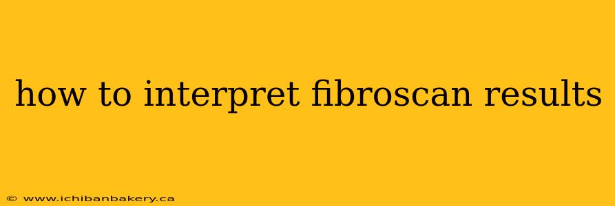how to interpret fibroscan results