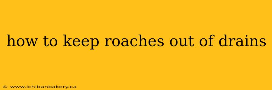 how to keep roaches out of drains