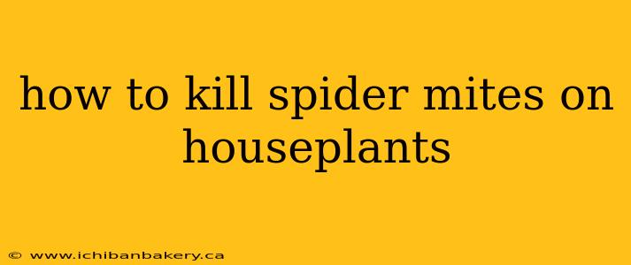 how to kill spider mites on houseplants