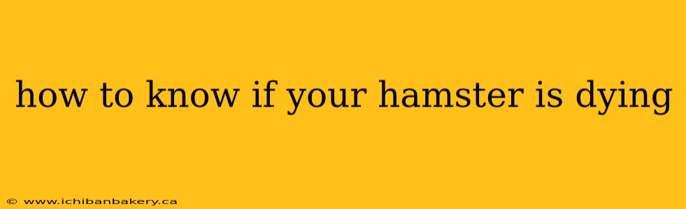 how to know if your hamster is dying
