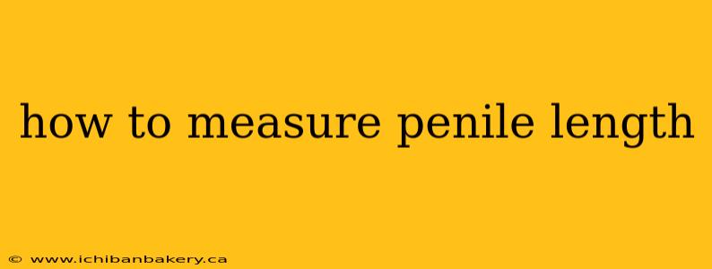 how to measure penile length