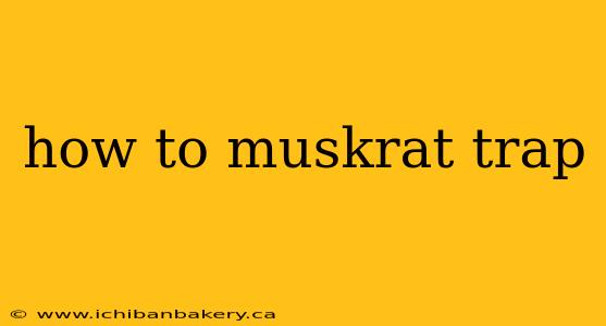 how to muskrat trap