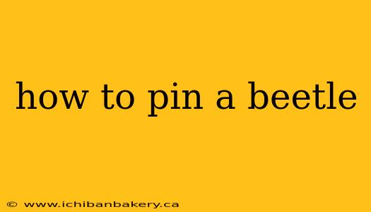 how to pin a beetle