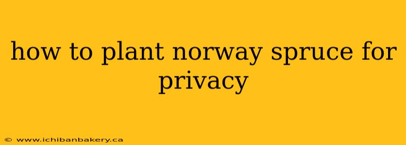 how to plant norway spruce for privacy