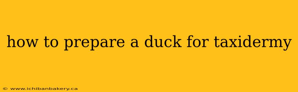 how to prepare a duck for taxidermy
