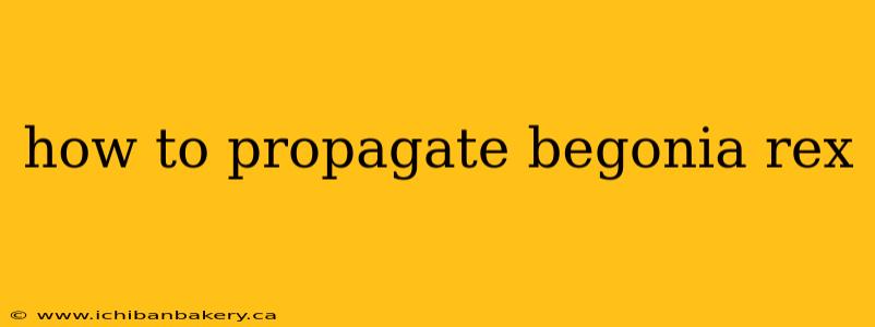 how to propagate begonia rex