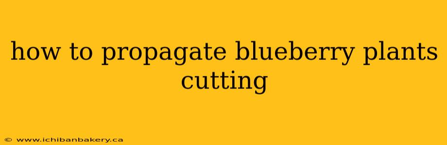 how to propagate blueberry plants cutting