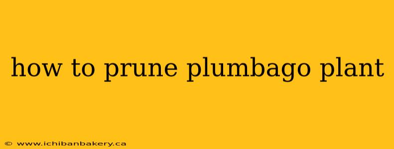how to prune plumbago plant