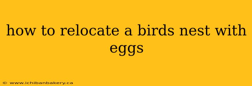 how to relocate a birds nest with eggs