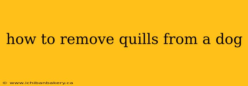 how to remove quills from a dog