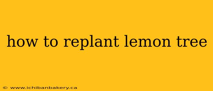 how to replant lemon tree