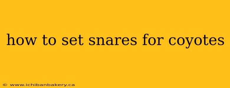 how to set snares for coyotes