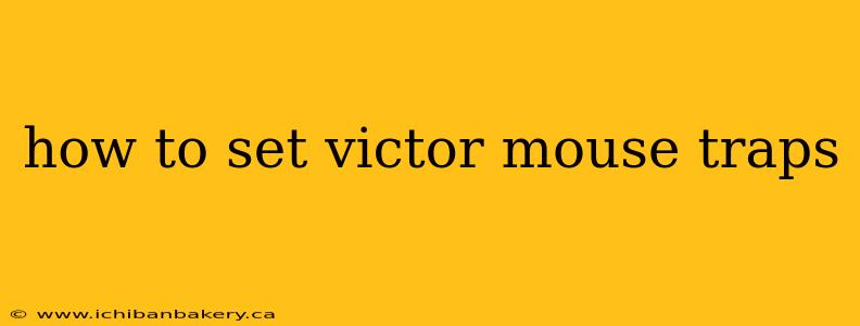 how to set victor mouse traps