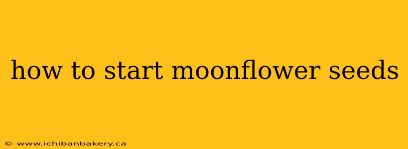 how to start moonflower seeds