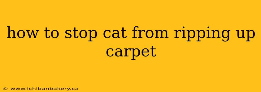 how to stop cat from ripping up carpet