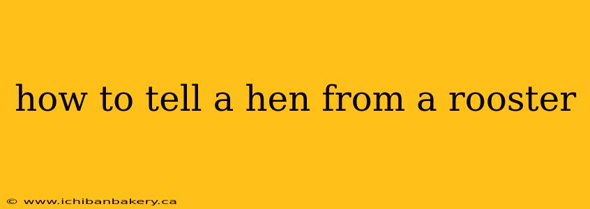 how to tell a hen from a rooster