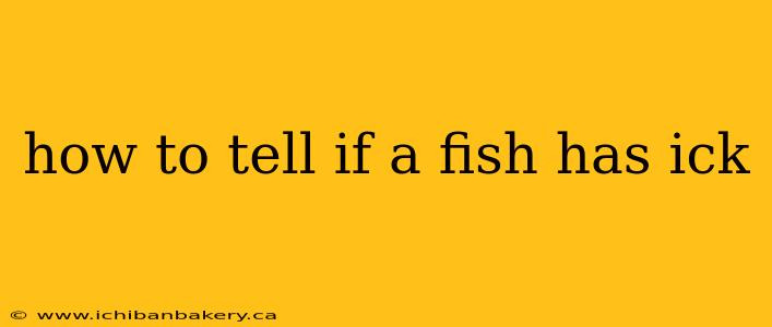 how to tell if a fish has ick
