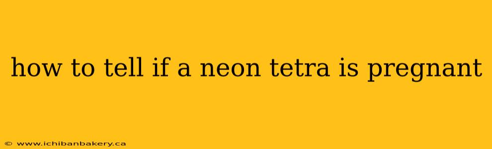 how to tell if a neon tetra is pregnant