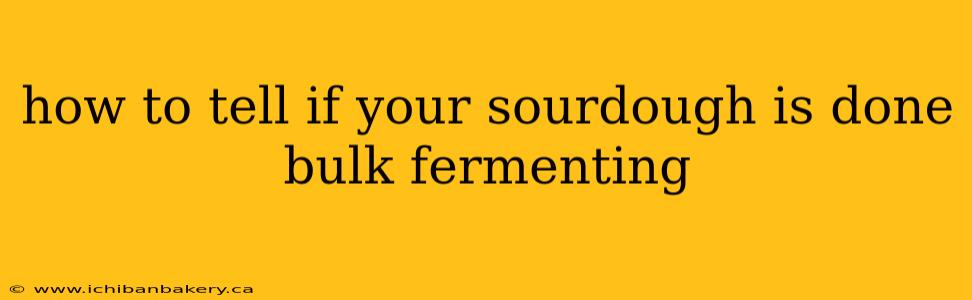 how to tell if your sourdough is done bulk fermenting