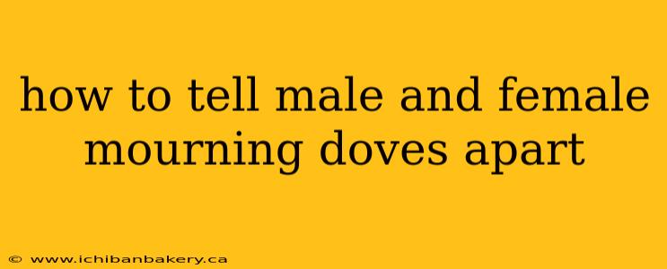 how to tell male and female mourning doves apart