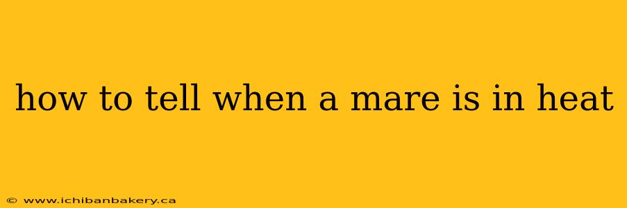 how to tell when a mare is in heat