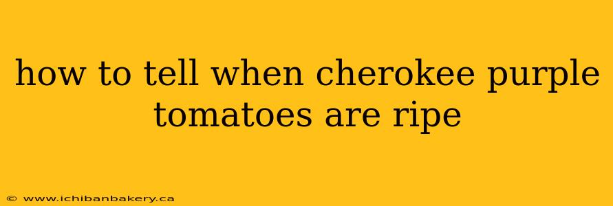how to tell when cherokee purple tomatoes are ripe