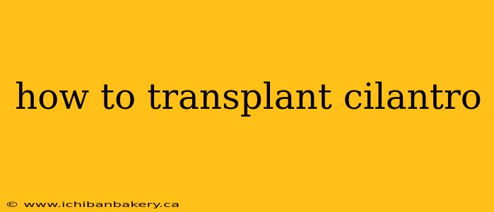 how to transplant cilantro