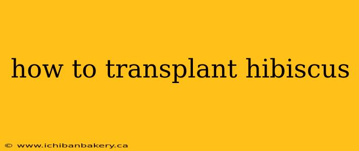 how to transplant hibiscus