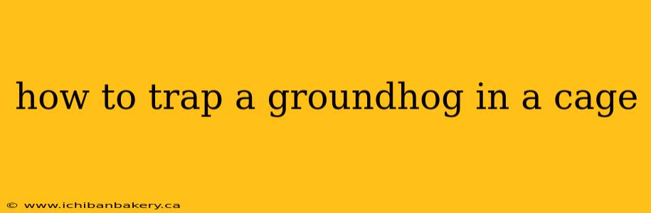 how to trap a groundhog in a cage