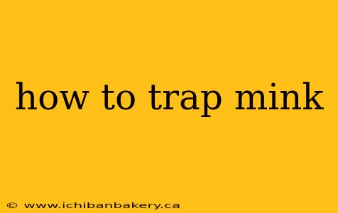 how to trap mink