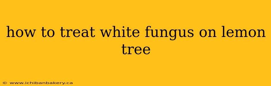 how to treat white fungus on lemon tree