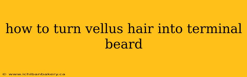 how to turn vellus hair into terminal beard