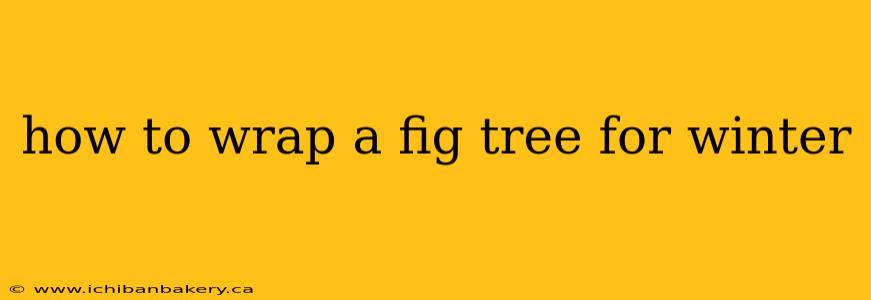 how to wrap a fig tree for winter