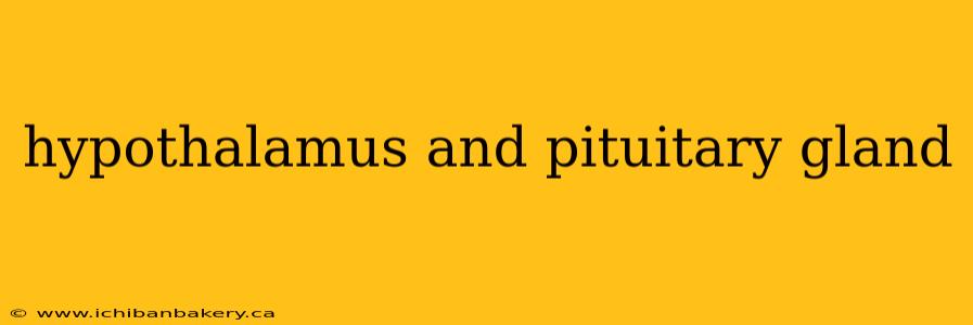 hypothalamus and pituitary gland