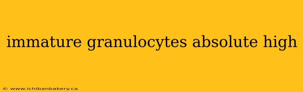 immature granulocytes absolute high