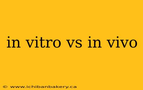 in vitro vs in vivo