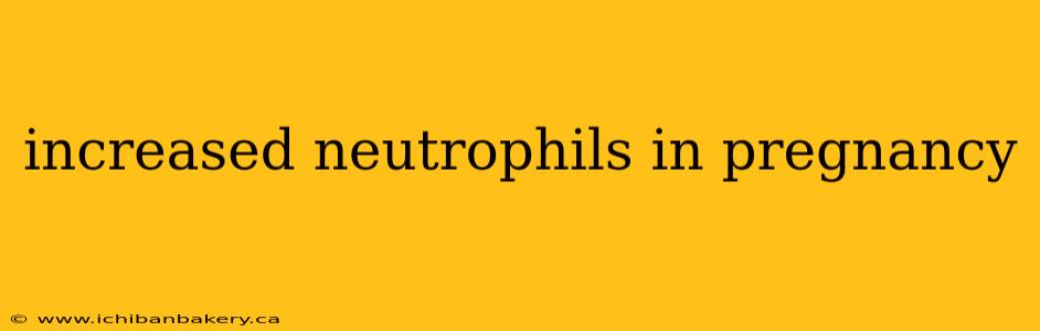 increased neutrophils in pregnancy