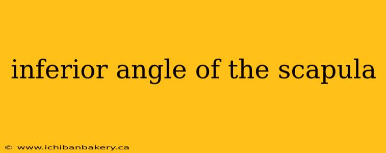 inferior angle of the scapula
