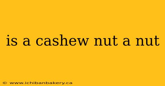 is a cashew nut a nut