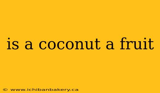 is a coconut a fruit
